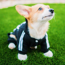 Load image into Gallery viewer, A Chihuahua wearing Hoodies for my babies Black color sitting on the green grass
