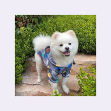 Load image into Gallery viewer, A dog wearing Waterproof Dog Raincoat Gray color smiley faces printing