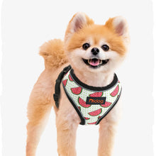 Load image into Gallery viewer, Reflective Dog Harness For Dogs and Cats A chihuahua wearing the harness